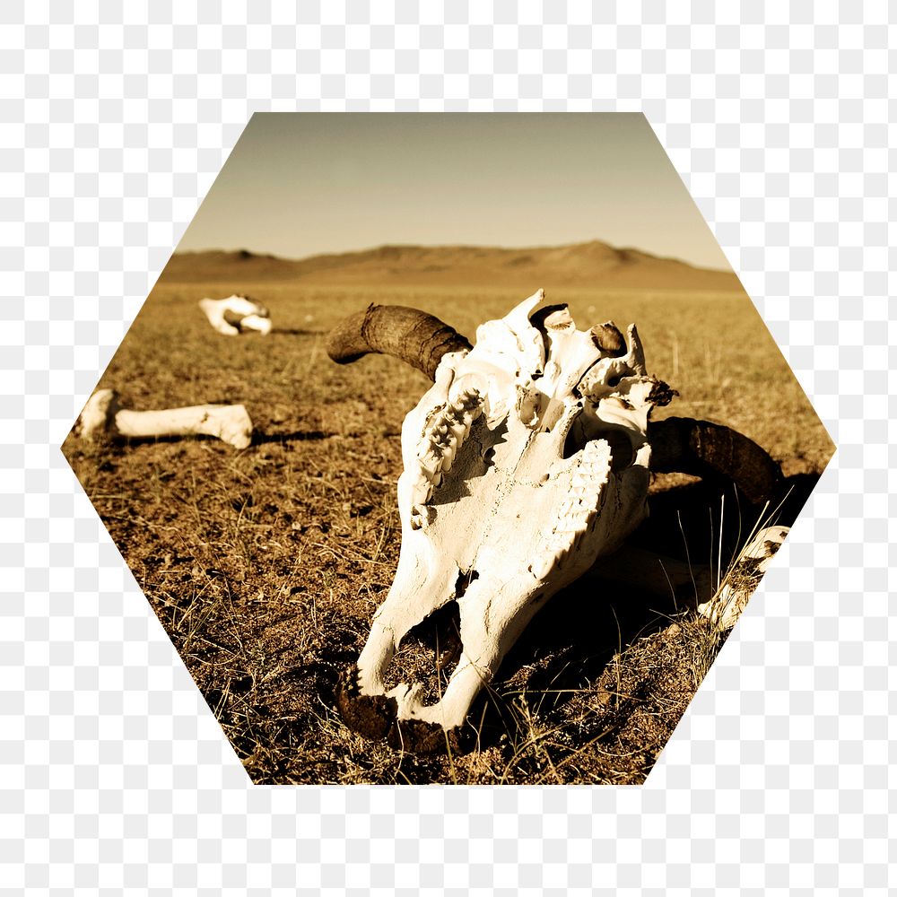 Animal extinction png badge sticker, longhorn skull on desert photo in hexagon shape, transparent background
