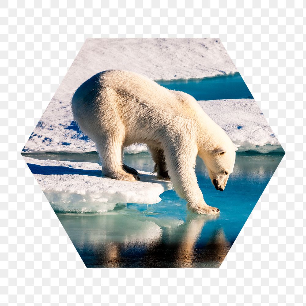 Polar bear png walking on ice badge sticker, global warming photo in hexagon shape, transparent background