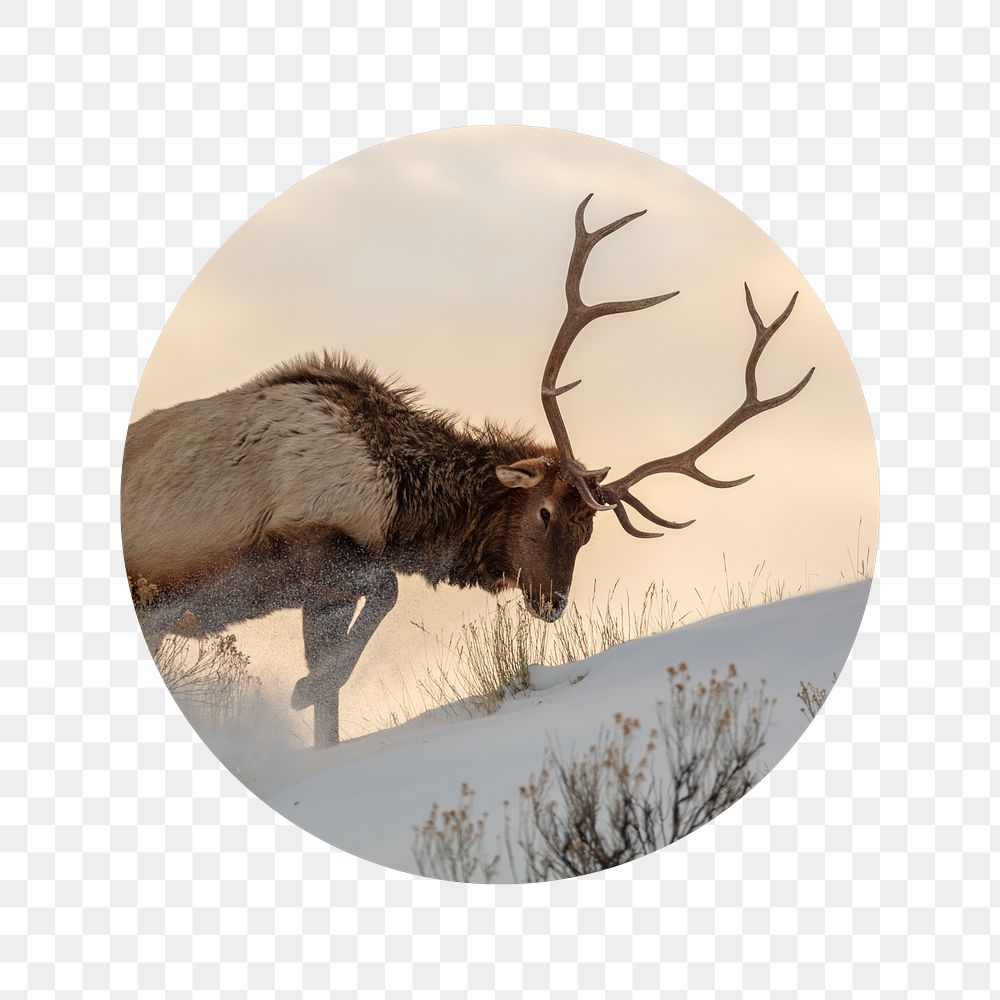 PNG elk in snow badge sticker, wildlife photo, transparent background