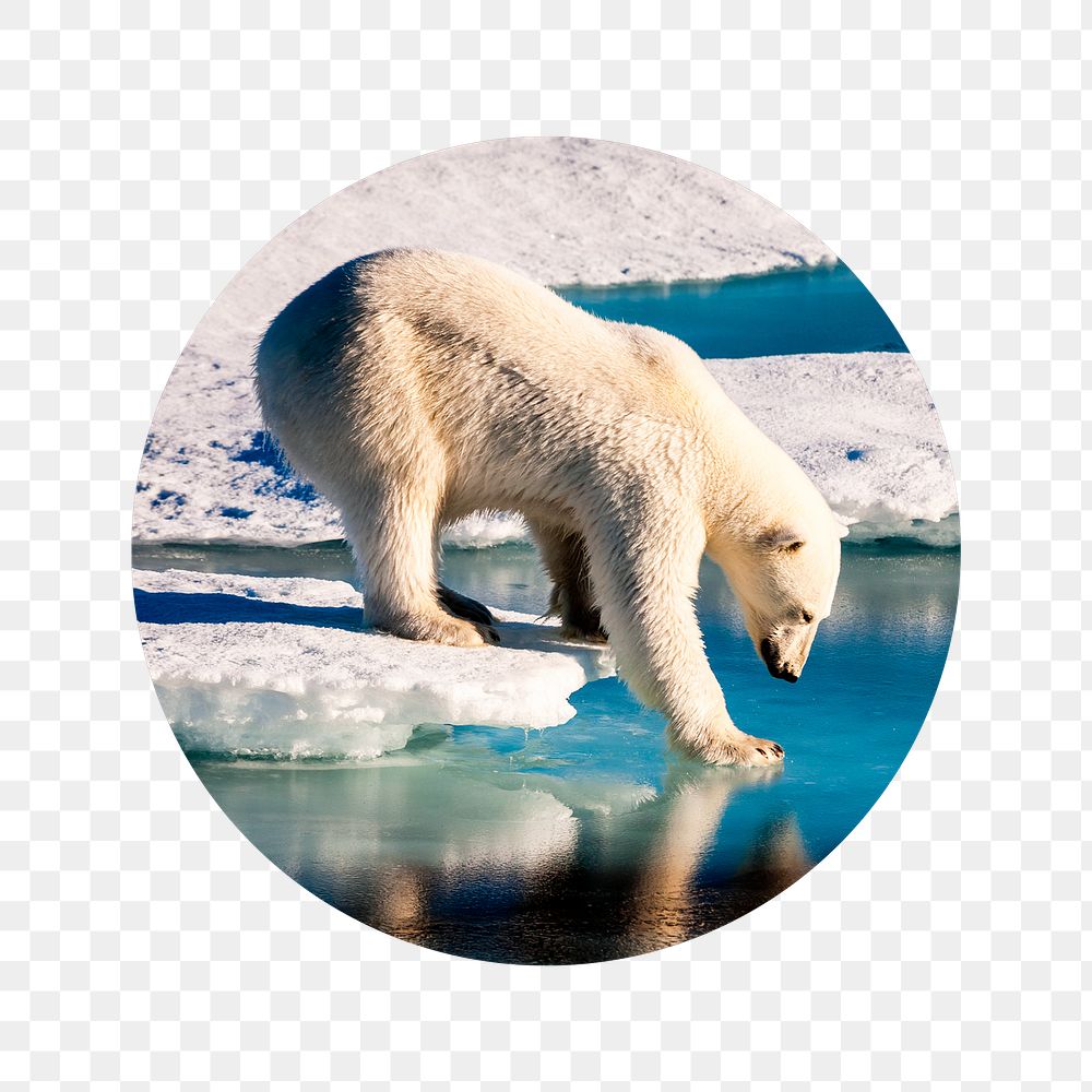 Polar bear png walking on ice badge sticker, global warming photo, transparent background