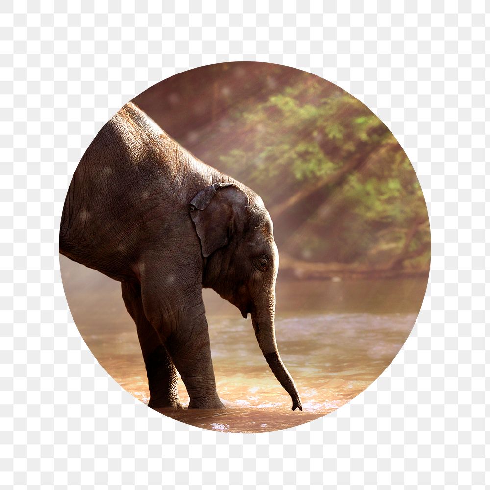 Png elephant by the lake badge sticker, wildlife photo, transparent background