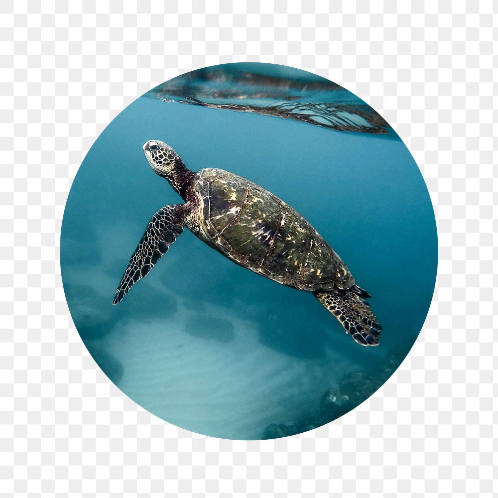 Sea turtle png swimming badge sticker, environment photo, transparent background