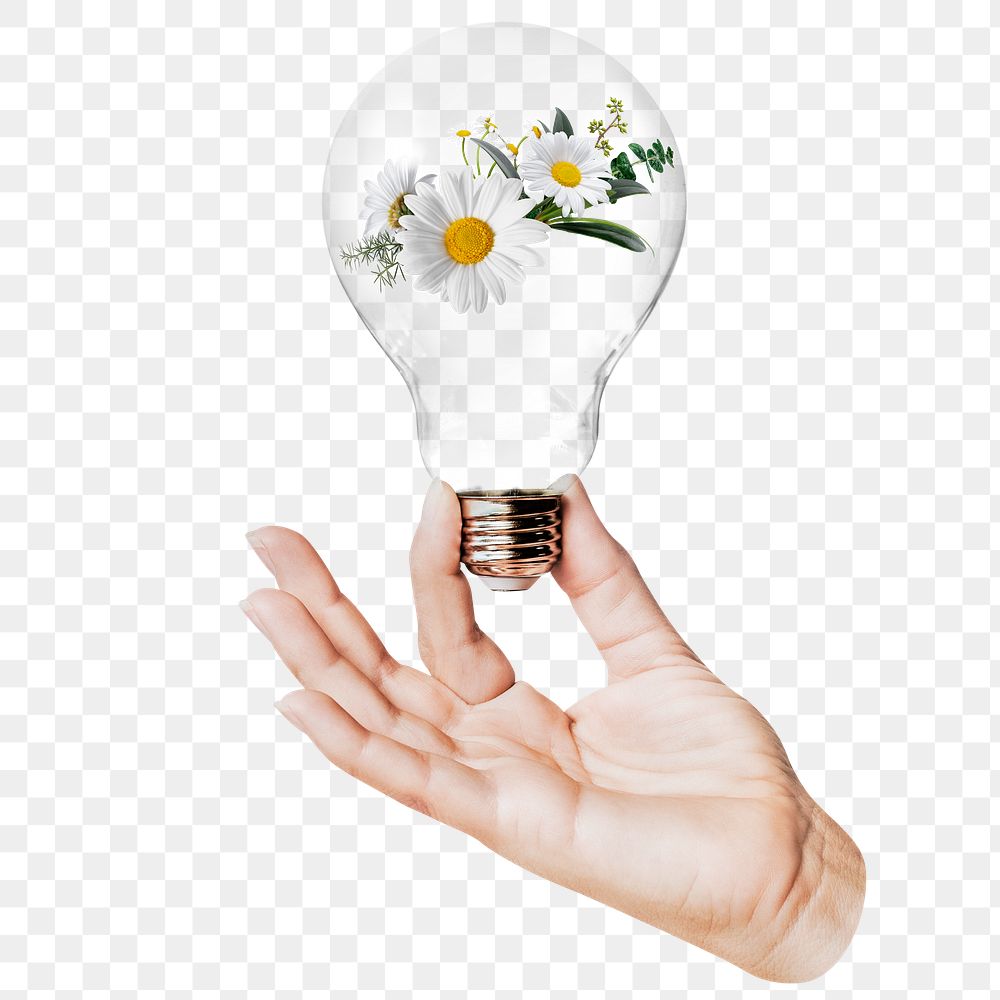 White daisy png flowers sticker, hand holding light bulb in Spring concept, transparent background