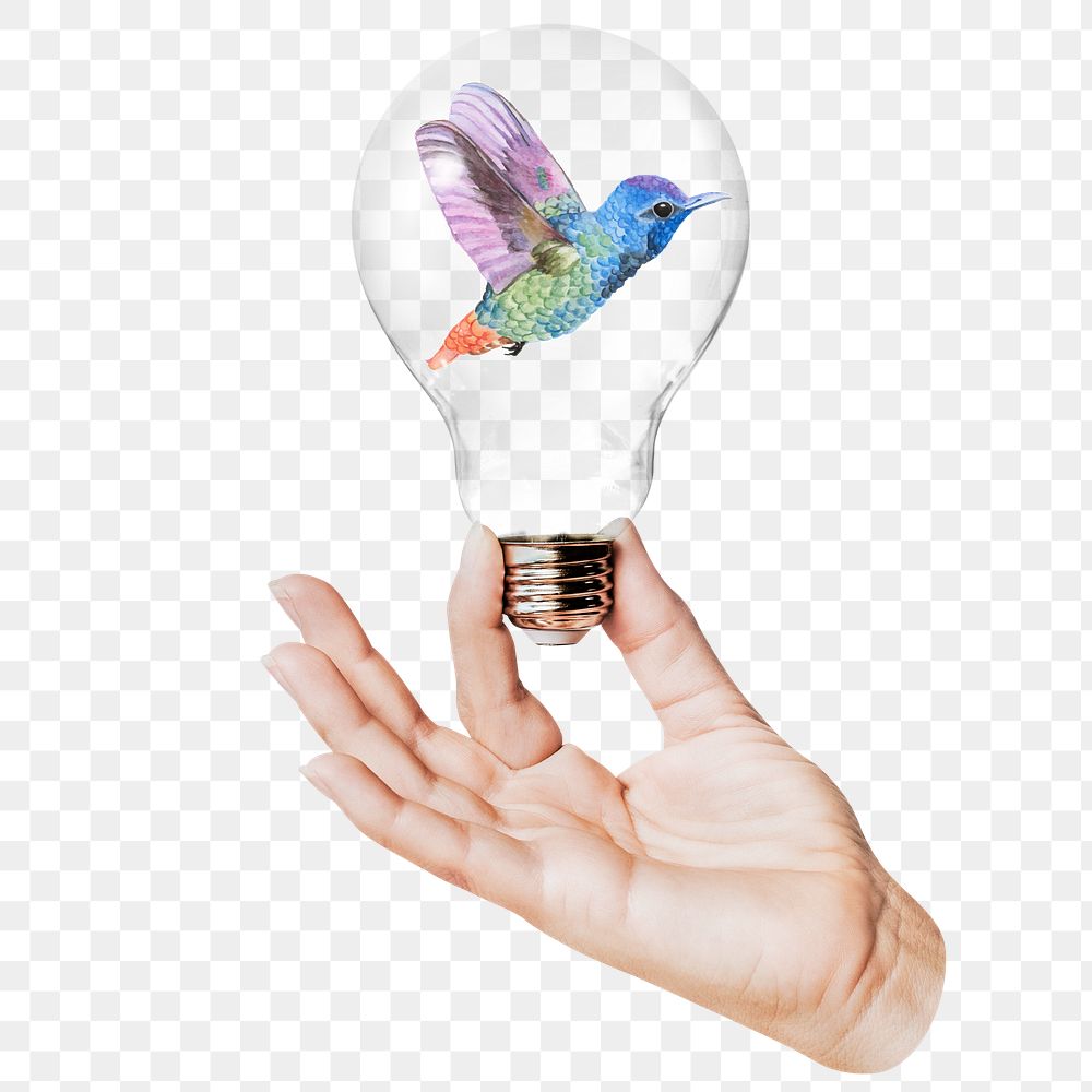 Rainbow hummingbird png sticker, hand holding light bulb in animal concept, transparent background