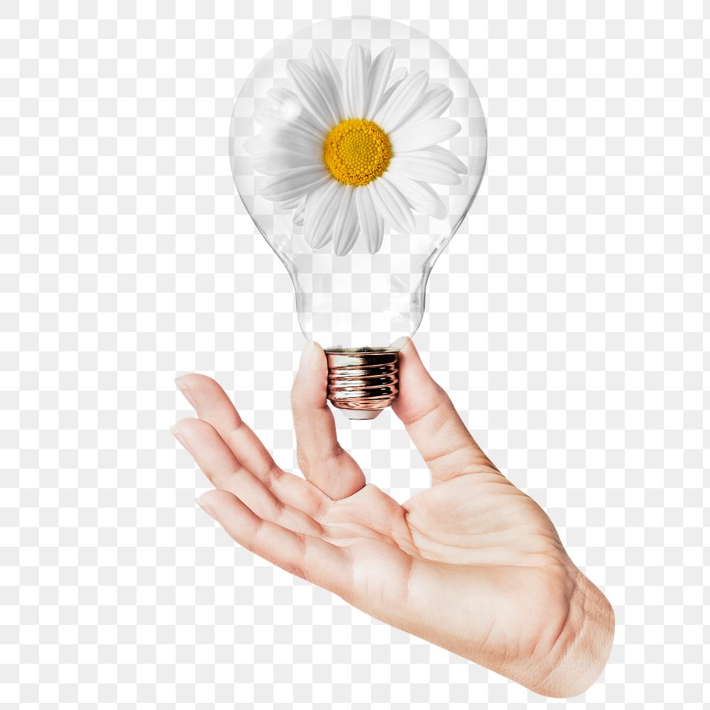 White daisy flower png sticker, hand holding light bulb in Spring concept, transparent background