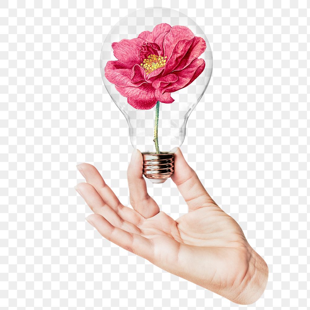 French rose png flower sticker, hand holding light bulb in Spring concept, transparent background