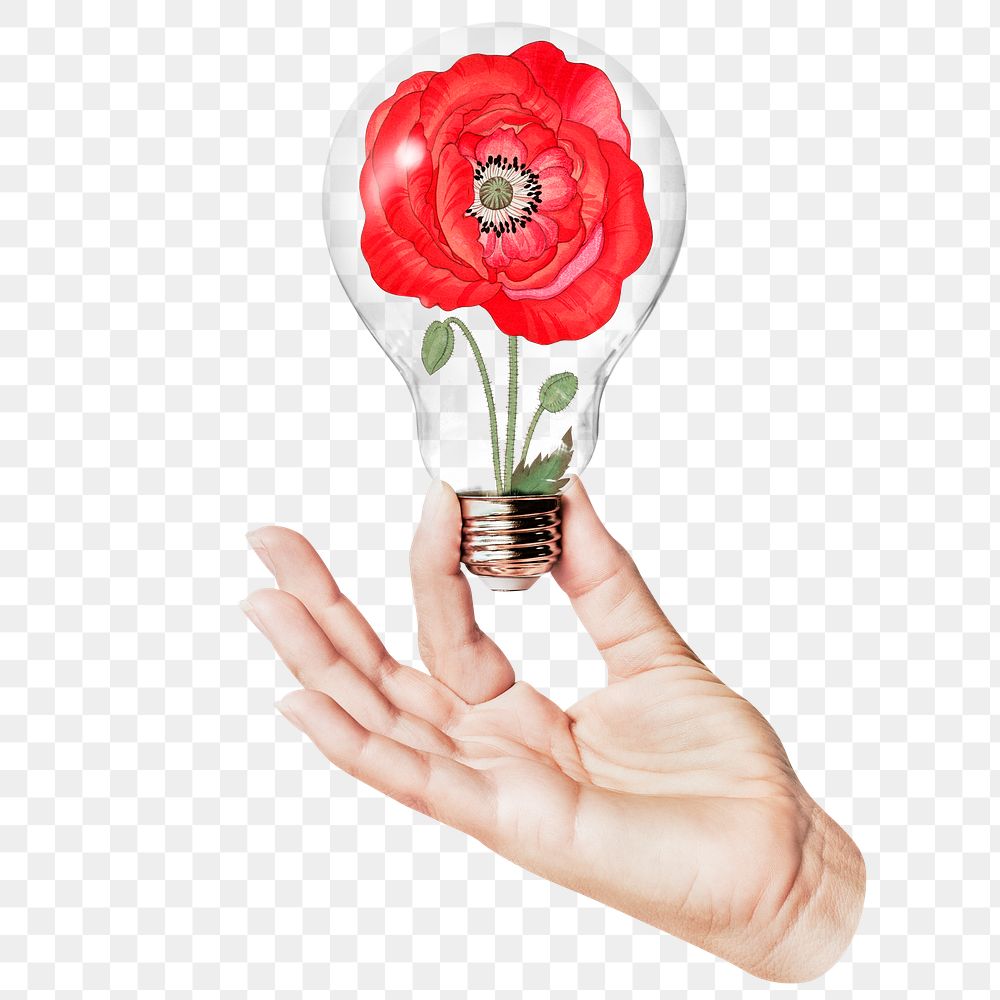 Red poppy png flower sticker, hand holding light bulb in Spring concept, transparent background