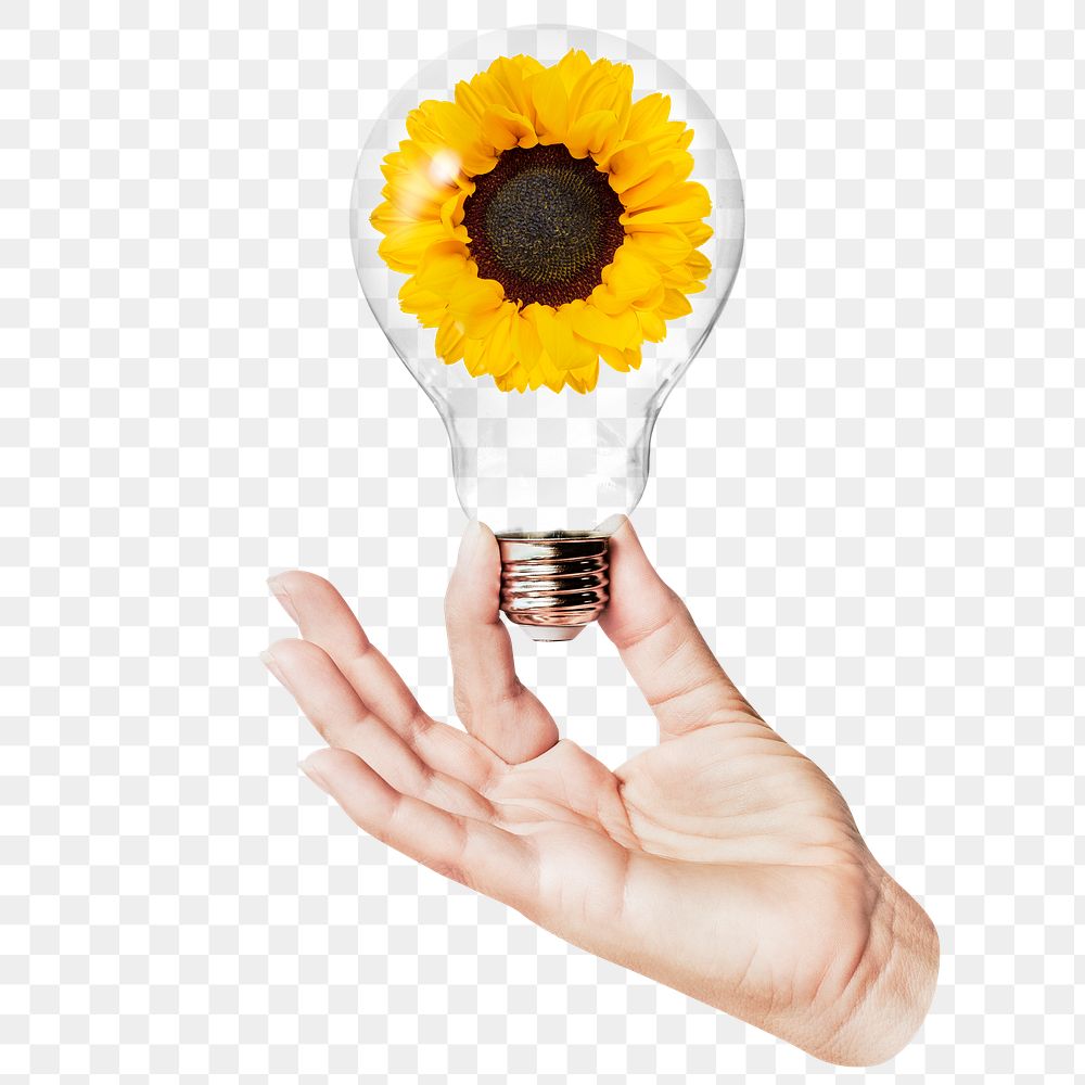 Sunflower flower png sticker, hand holding light bulb in Spring concept, transparent background