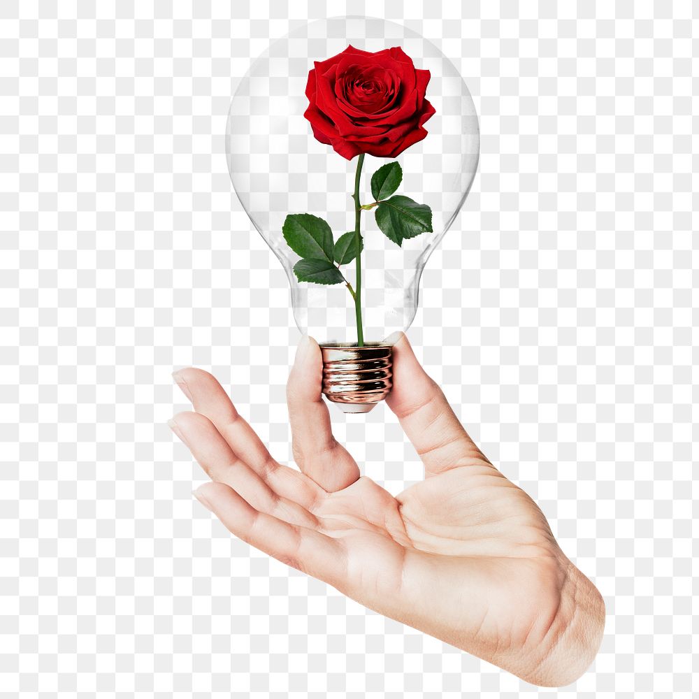 Red rose png flower sticker, hand holding light bulb in Valentine's concept, transparent background