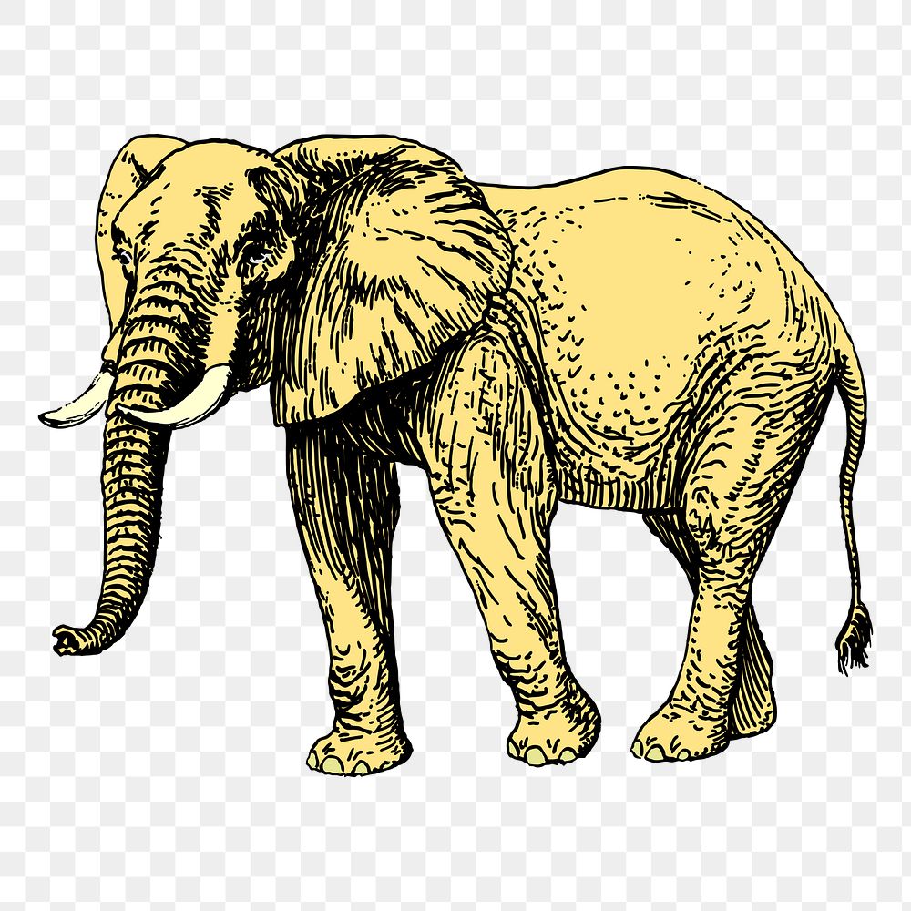 Elephant png sticker, wildlife illustration on transparent background. Free public domain CC0 image.