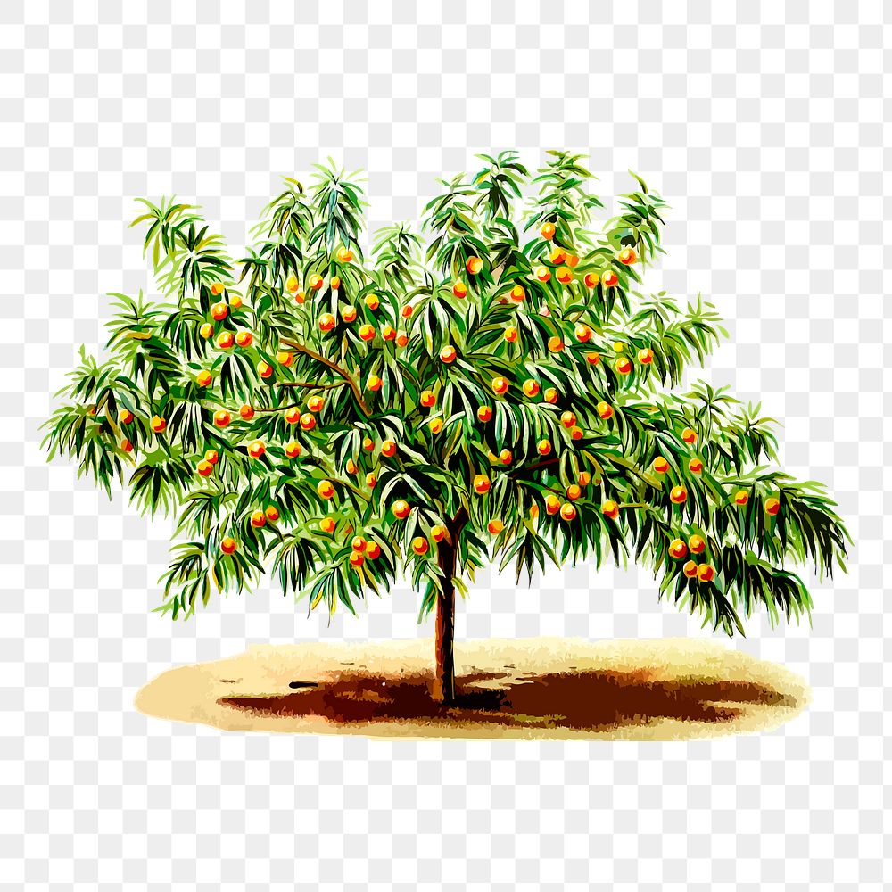 Peach tree png sticker, botanical illustration on transparent background. Free public domain CC0 image.