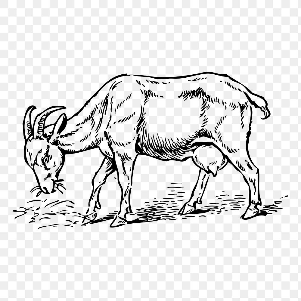 Goat feeding grass png sticker, vintage animal illustration on transparent background. Free public domain CC0 image.