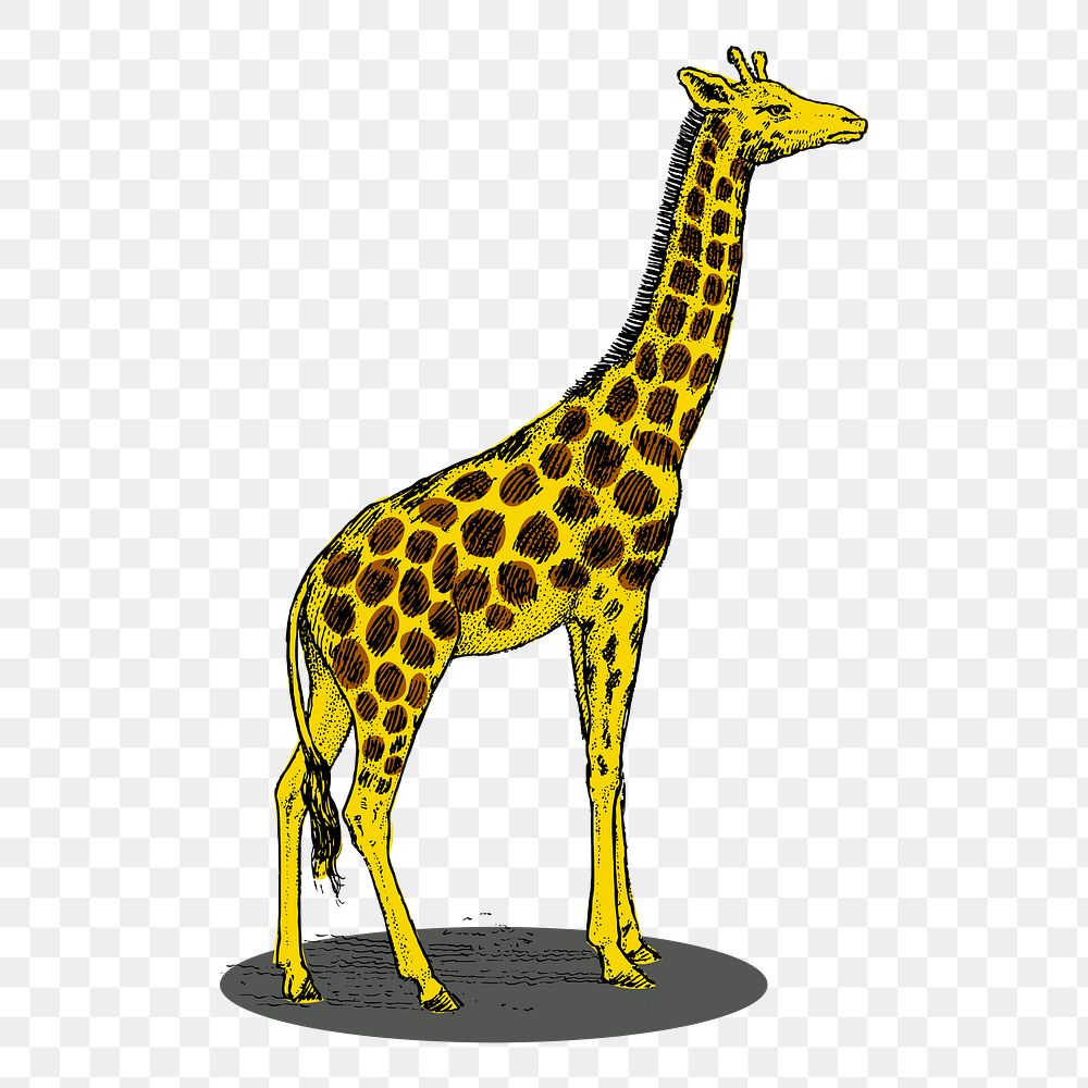 Giraffe png sticker, vintage animal illustration on transparent background. Free public domain CC0 image.