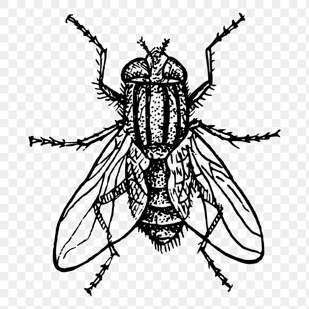 House fly png sticker, vintage insect illustration on transparent background. Free public domain CC0 image.