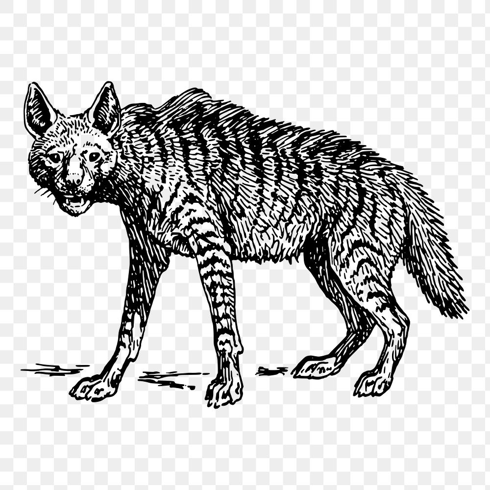 Hyena png sticker, vintage animal illustration on transparent background. Free public domain CC0 image.