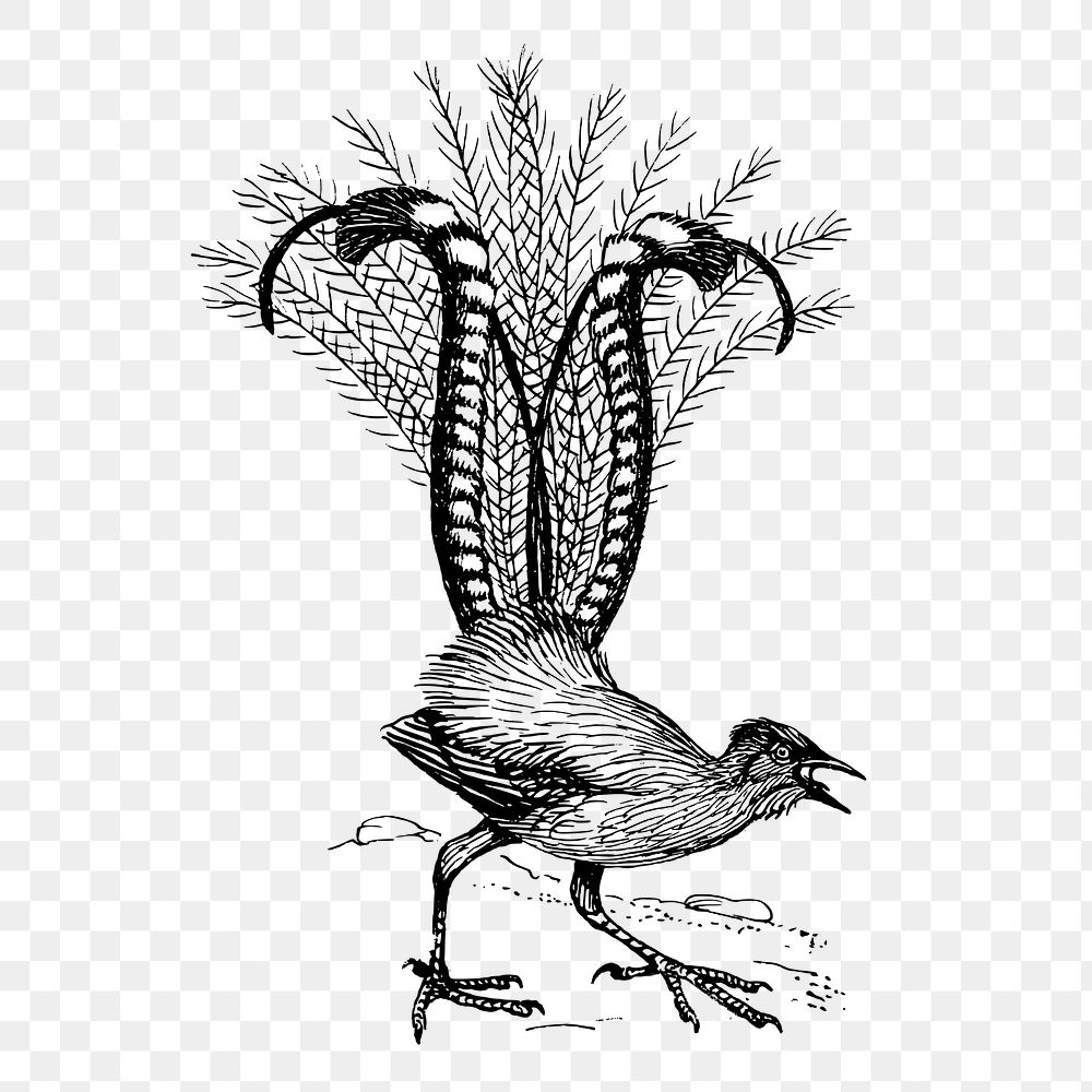 Lyre bird png sticker, vintage animal illustration on transparent background. Free public domain CC0 image.