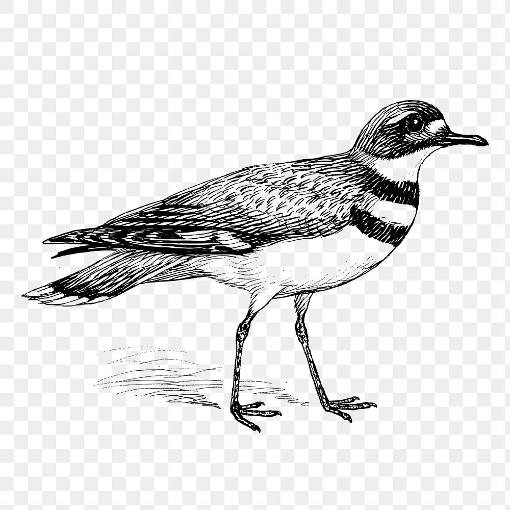 Killdeer bird png sticker, vintage animal illustration on transparent background. Free public domain CC0 image.