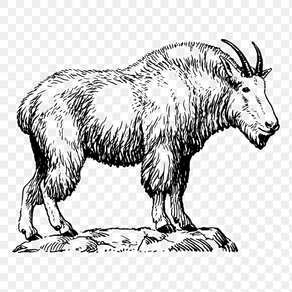 Mountain goat png sticker, vintage animal illustration on transparent background. Free public domain CC0 image.