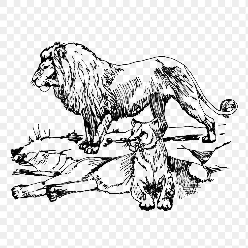 Lions png sticker, vintage animal illustration on transparent background. Free public domain CC0 image.