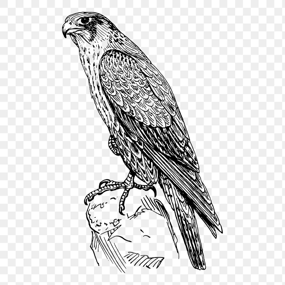 Peregrine falcon png sticker, vintage animal illustration on transparent background. Free public domain CC0 image.