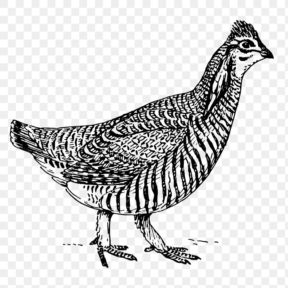 Prairie chicken png sticker, vintage animal illustration on transparent background. Free public domain CC0 image.