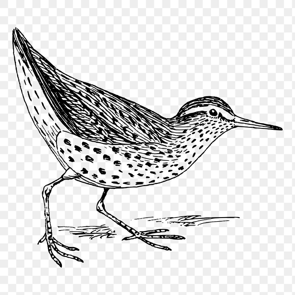 Sandpiper bird png sticker, vintage animal illustration on transparent background. Free public domain CC0 image.