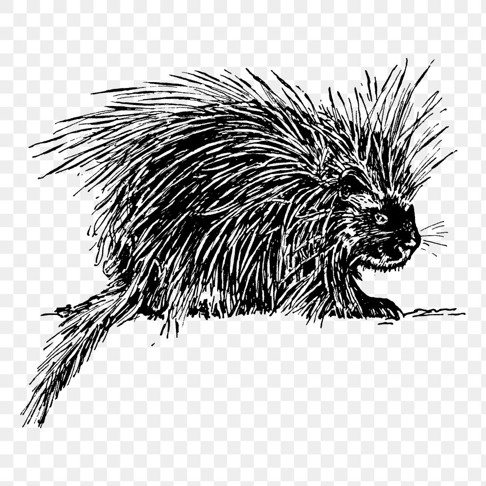 Porcupine png sticker, vintage animal illustration on transparent background. Free public domain CC0 image.