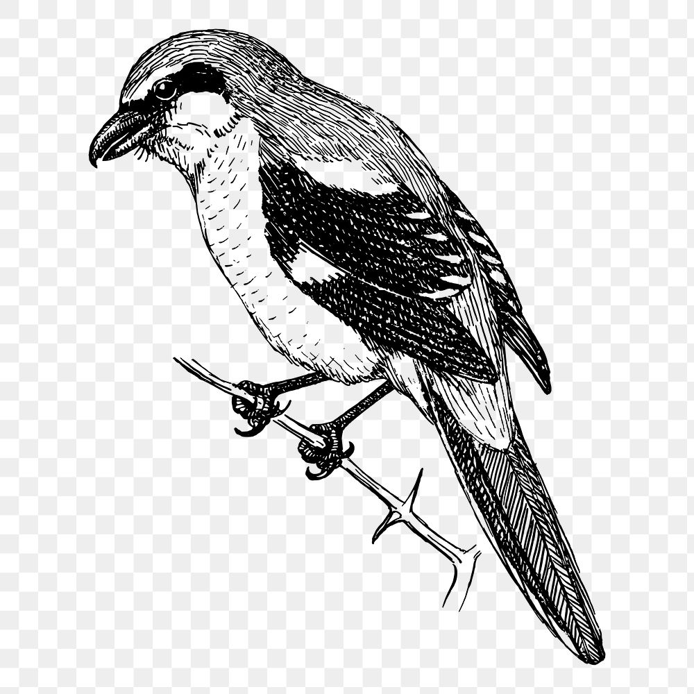 Shrike bird png sticker, vintage | Free PNG - rawpixel