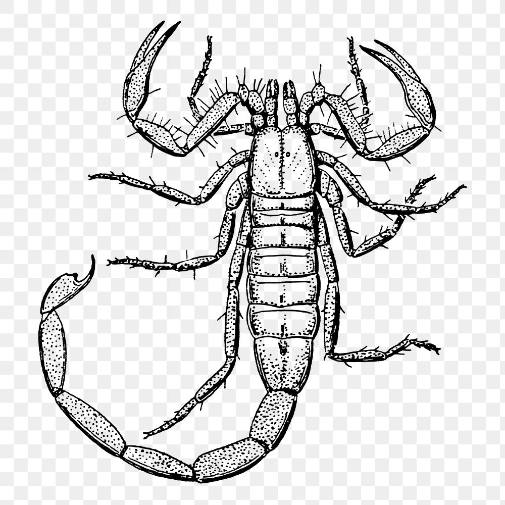 Scorpion png sticker, vintage insect illustration on transparent background. Free public domain CC0 image.