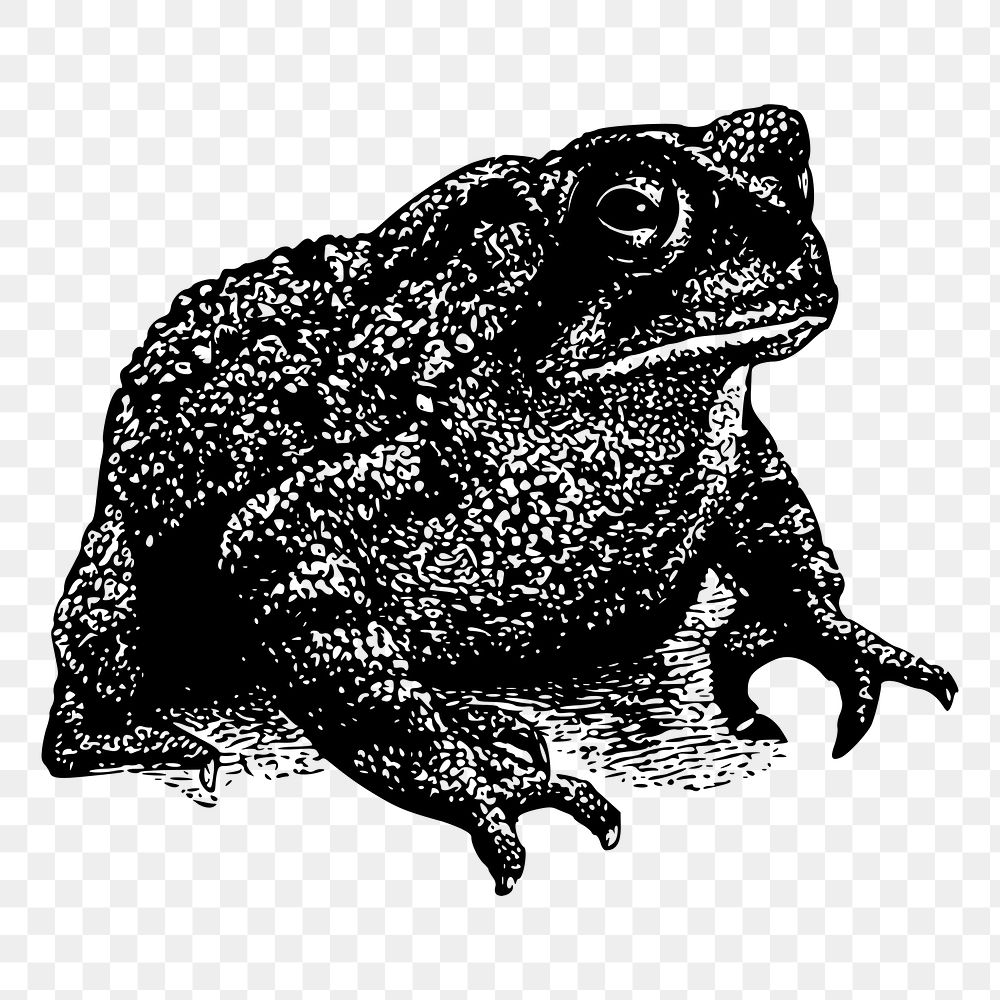 Toad png sticker, vintage animal illustration on transparent background. Free public domain CC0 image.