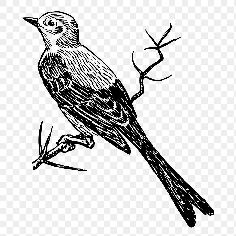 Scissor-tailed flycatcher png bird sticker, vintage animal illustration on transparent background. Free public domain CC0…