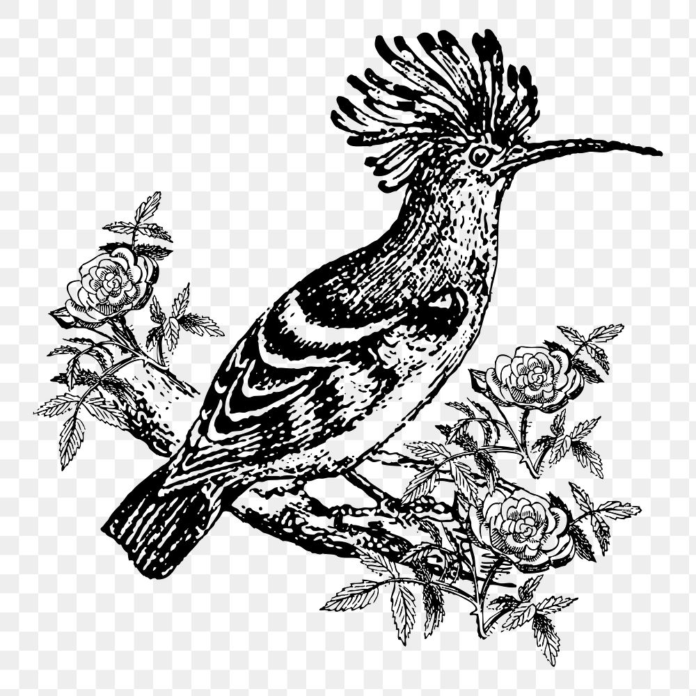 Exotic bird png sticker, vintage animal illustration on transparent background. Free public domain CC0 image.