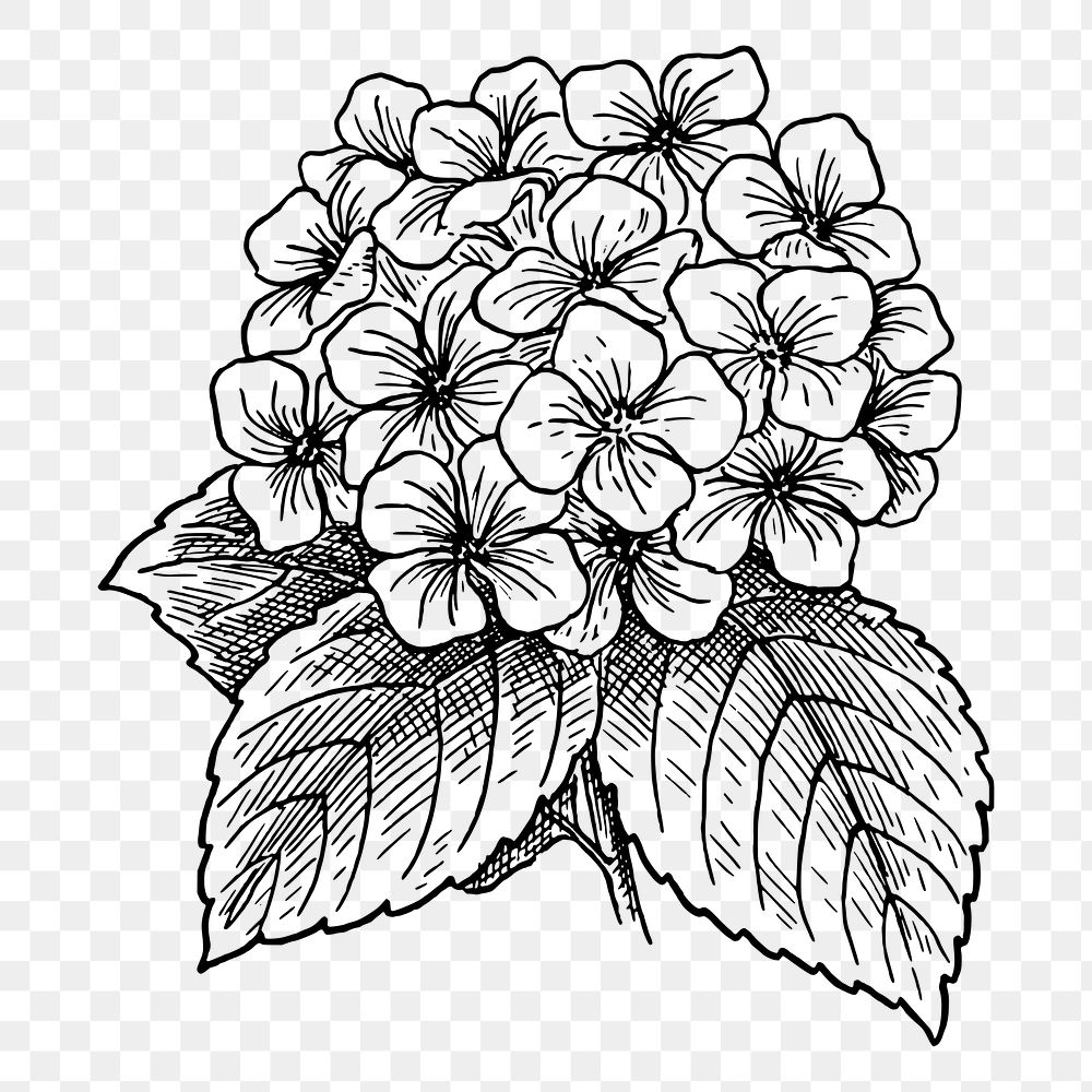 Hydrangea flower png sticker, vintage botanical illustration on transparent background. Free public domain CC0 image.