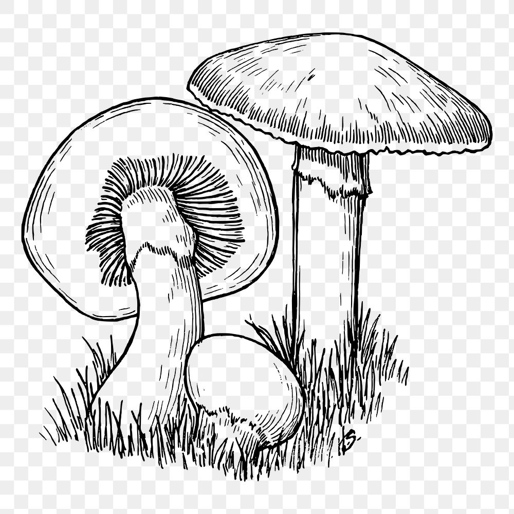 Mushroom png sticker, vintage vegetable illustration on transparent background. Free public domain CC0 image.