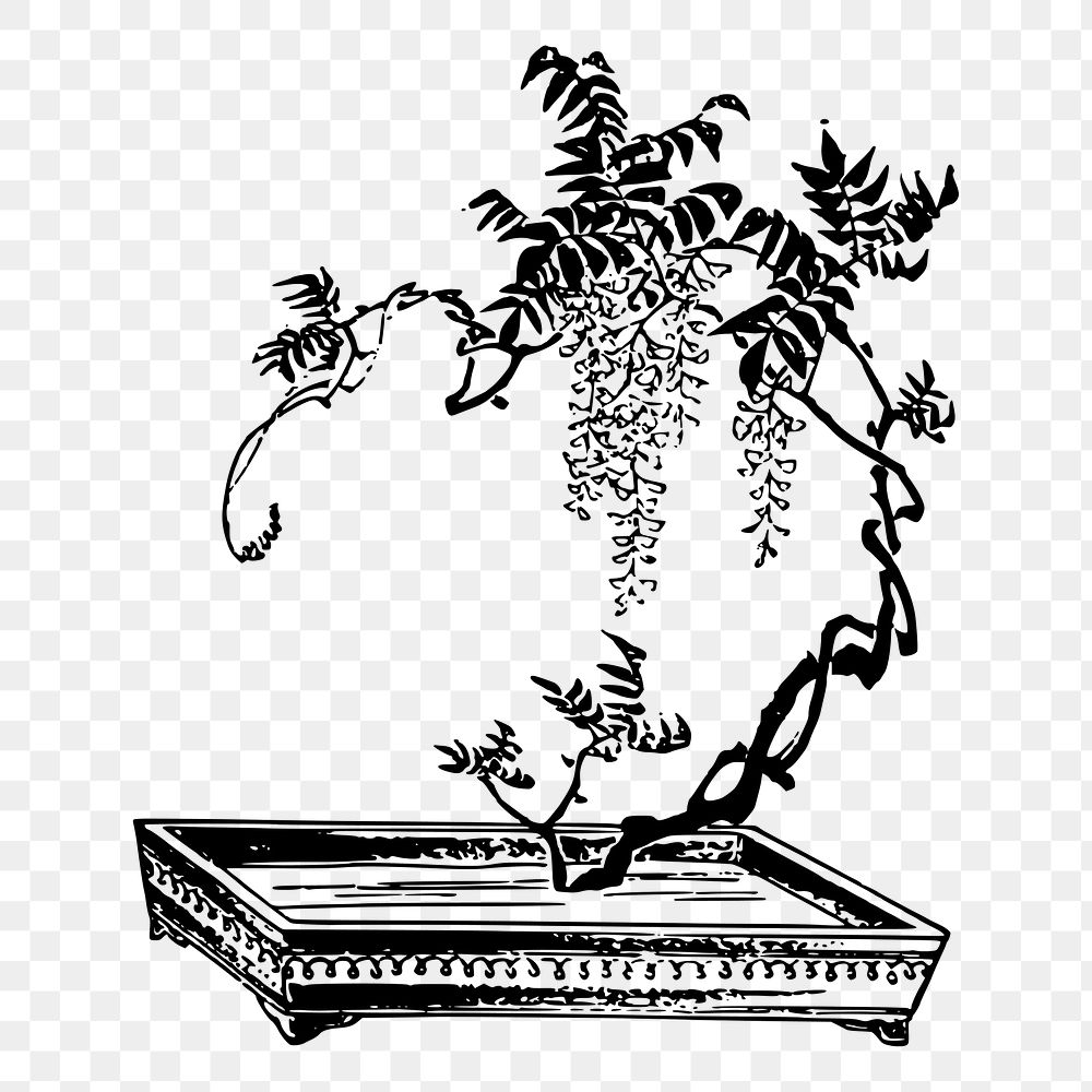 Bonsai tree png sticker, vintage botanical illustration on transparent background. Free public domain CC0 image.