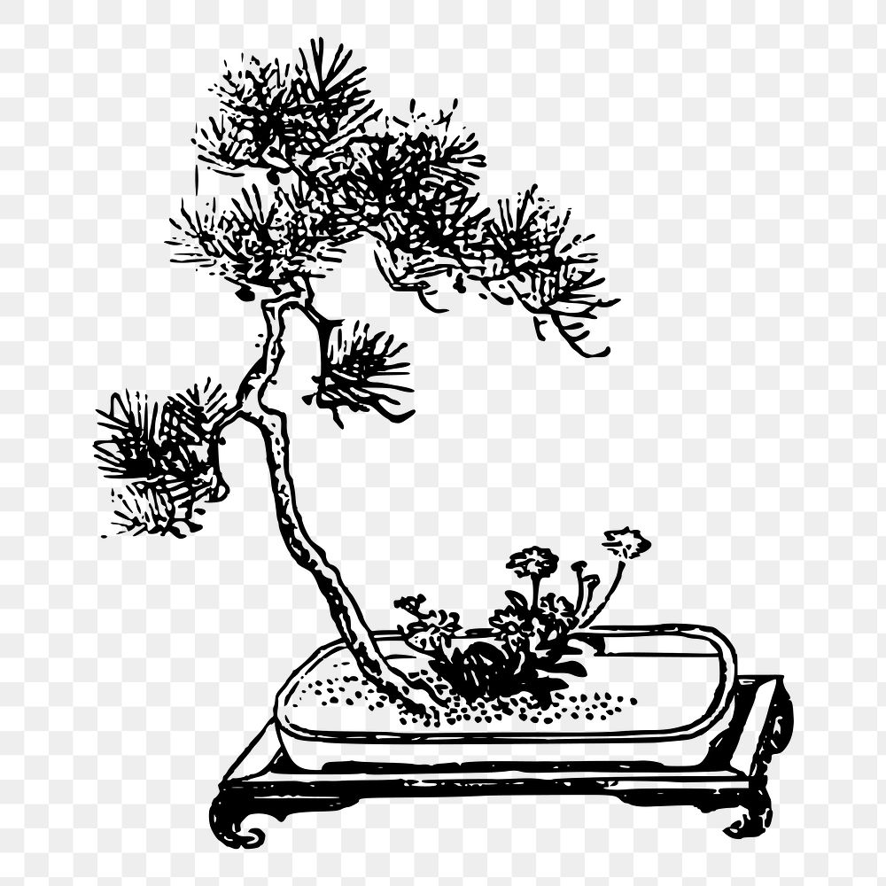 Bonsai tree png sticker, vintage botanical illustration on transparent background. Free public domain CC0 image.