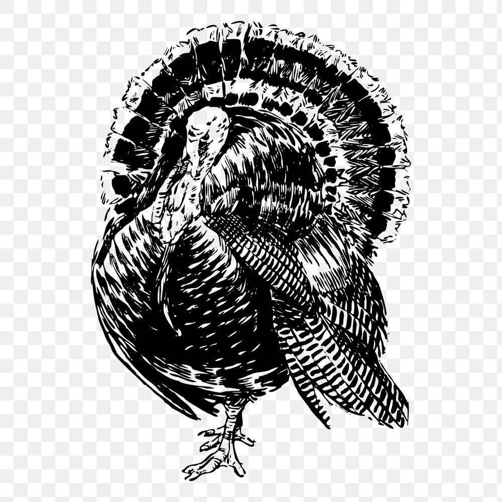 Turkey bird png sticker, vintage animal illustration on transparent background. Free public domain CC0 image.