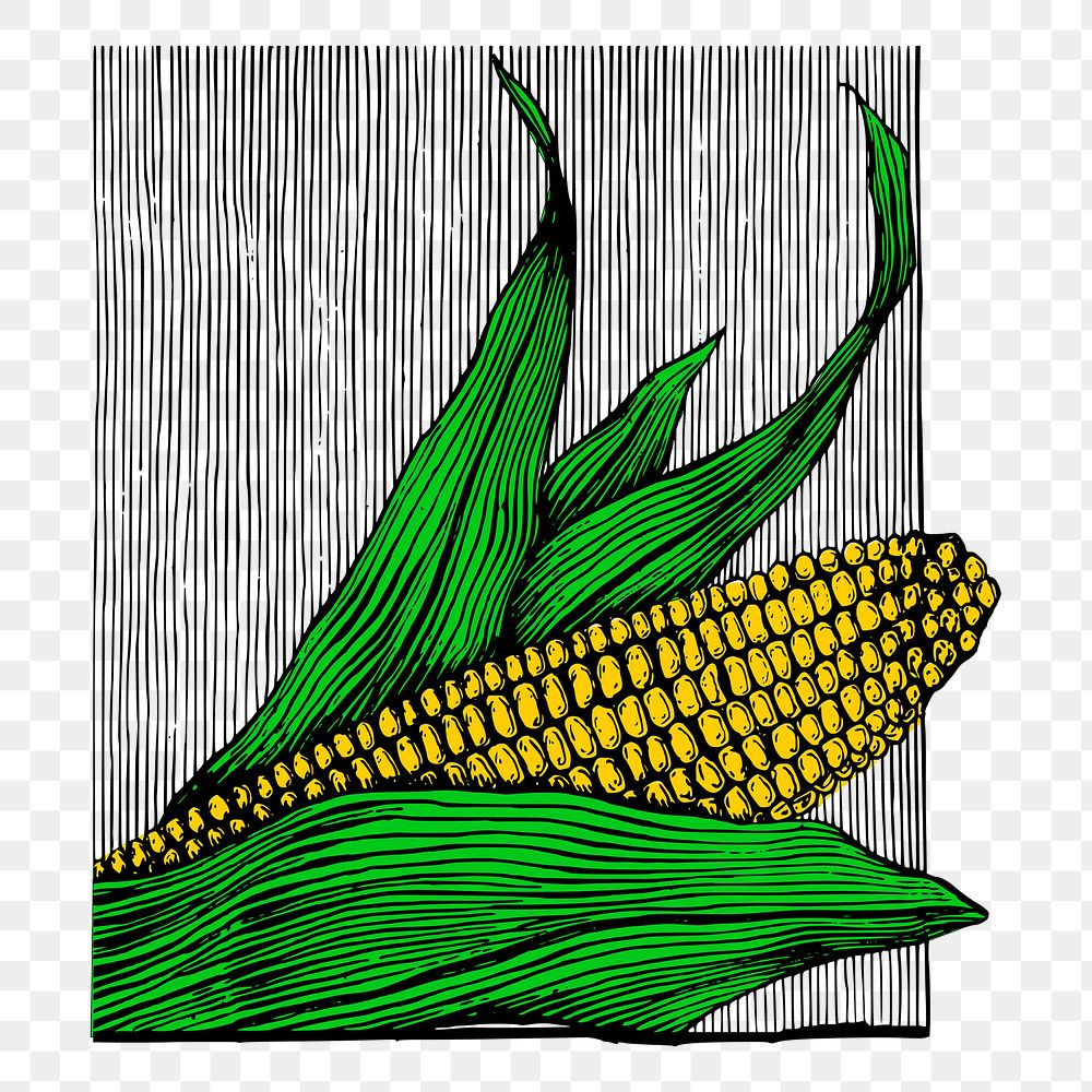 Corn png sticker, vintage vegetable illustration on transparent background. Free public domain CC0 image.