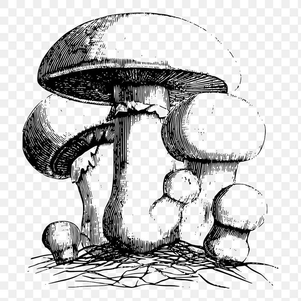 Mushroom png sticker, vintage vegetable illustration on transparent background. Free public domain CC0 image.