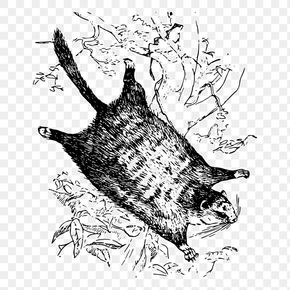 Flying squirrel png sticker, vintage animal illustration on transparent background. Free public domain CC0 image.