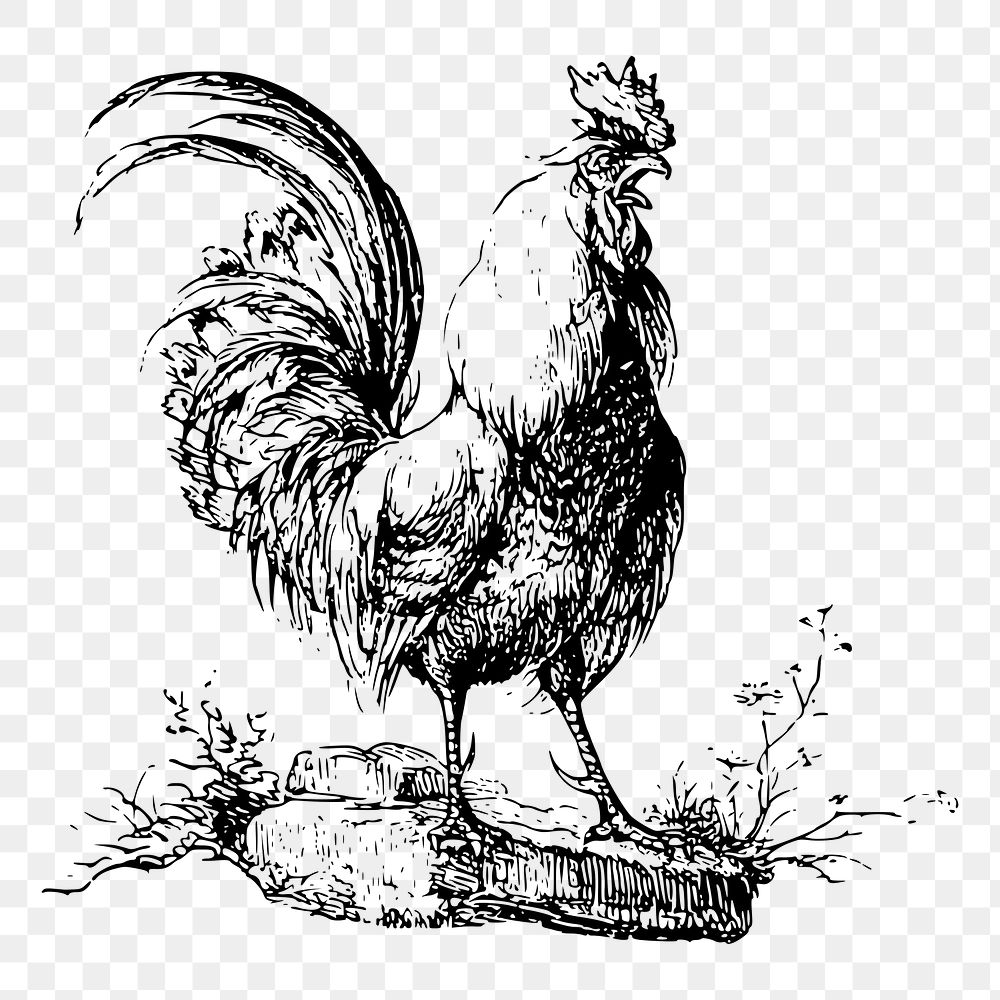 Cockerel chicken png sticker, vintage animal illustration on transparent background. Free public domain CC0 image.