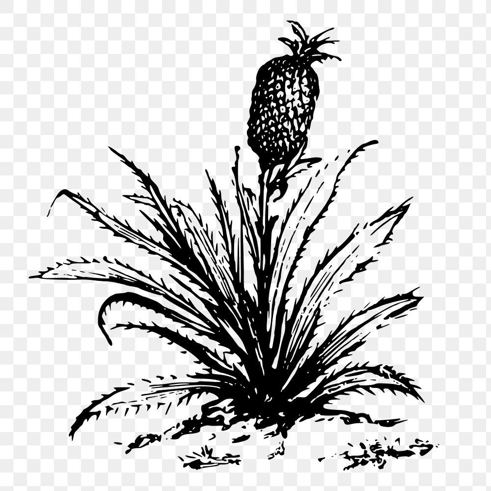 Pineapple bush png sticker agriculture illustration, transparent background. Free public domain CC0 image.