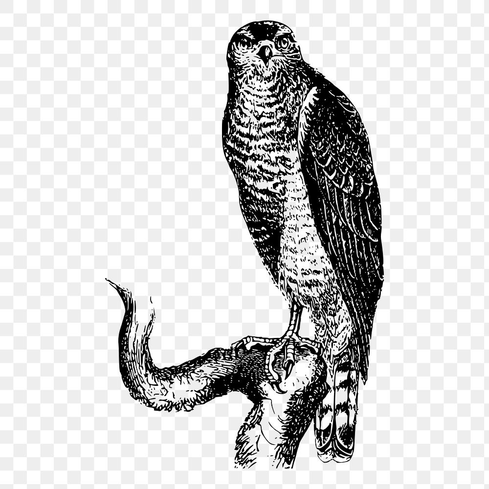 Hawk bird png sticker vintage animal illustration, transparent background. Free public domain CC0 image.