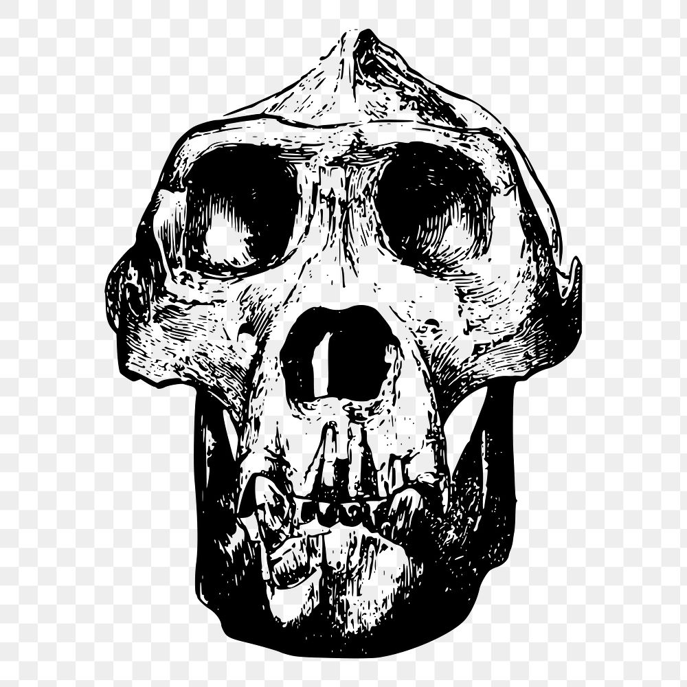 Gorilla skull png sticker dead animal illustration, transparent background. Free public domain CC0 image.