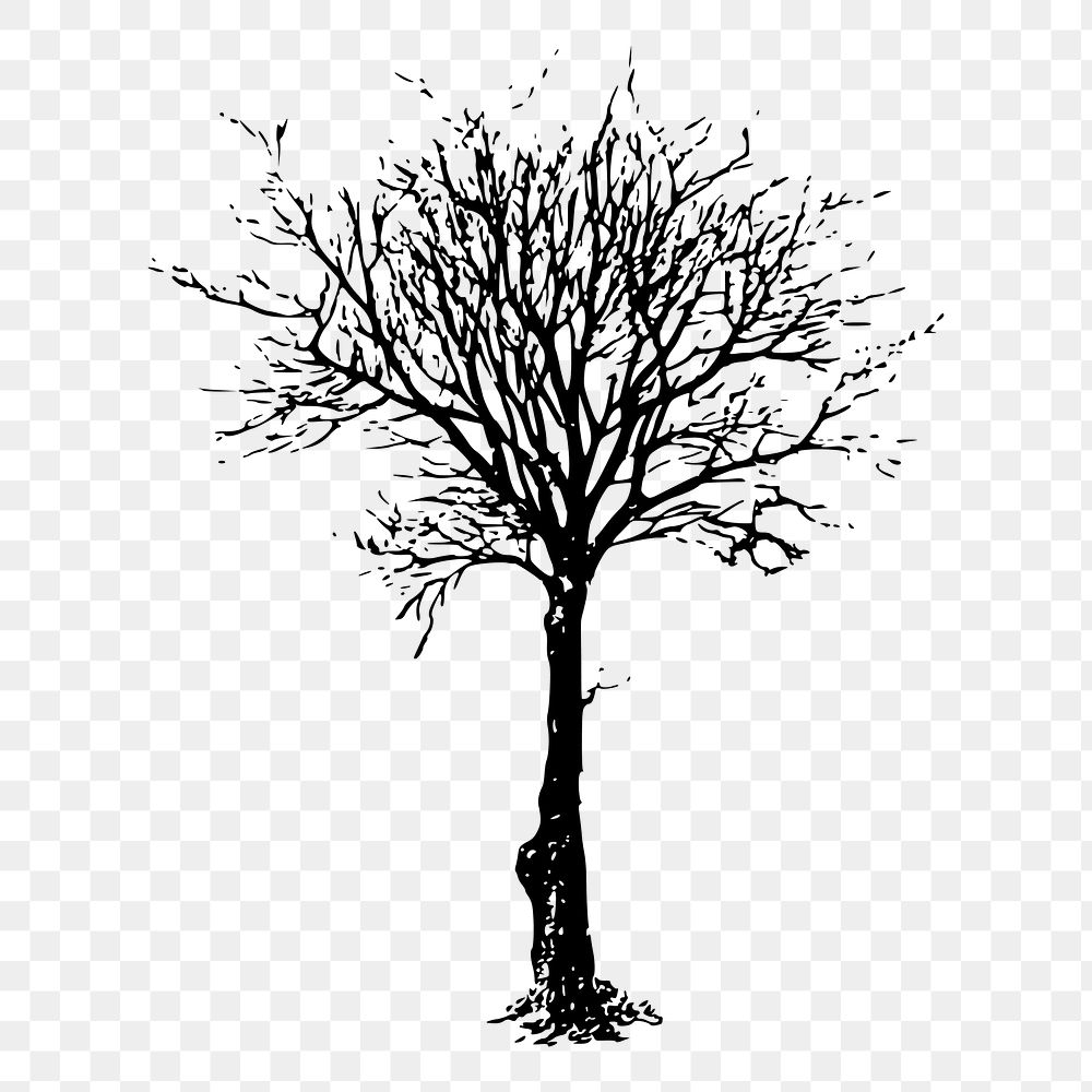 Leafless tree png sticker nature illustration, transparent background. Free public domain CC0 image.