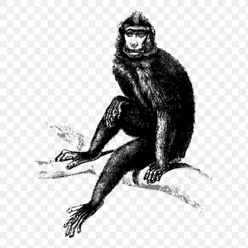 Monkey png sticker wild animal illustration, transparent background. Free public domain CC0 image.