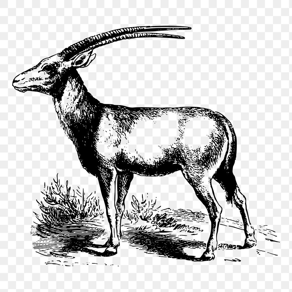 Oryx png sticker animal illustration, transparent background. Free public domain CC0 image.