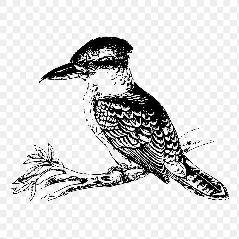 Kookaburra bird png sticker xx illustration, transparent background. Free public domain CC0 image.