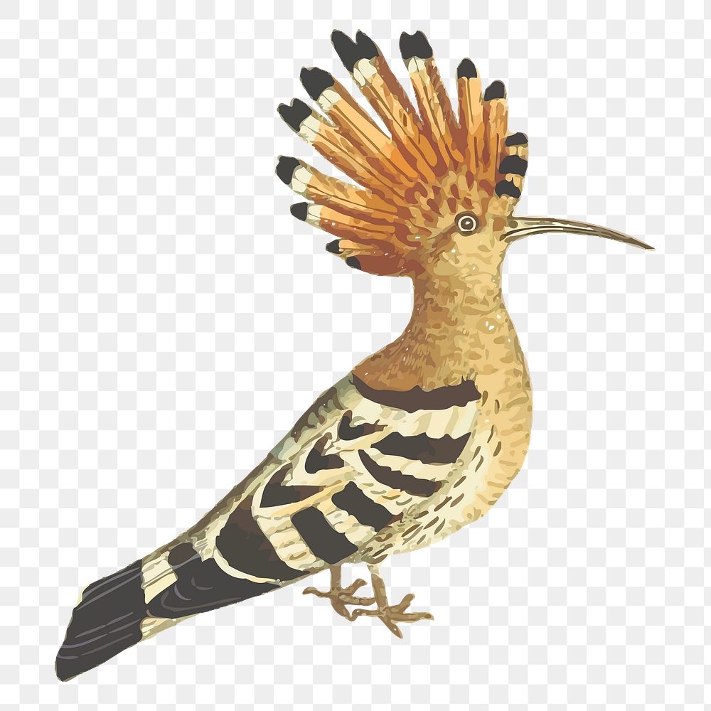 Hoopoe png sticker bird illustration, transparent background. Free public domain CC0 image.