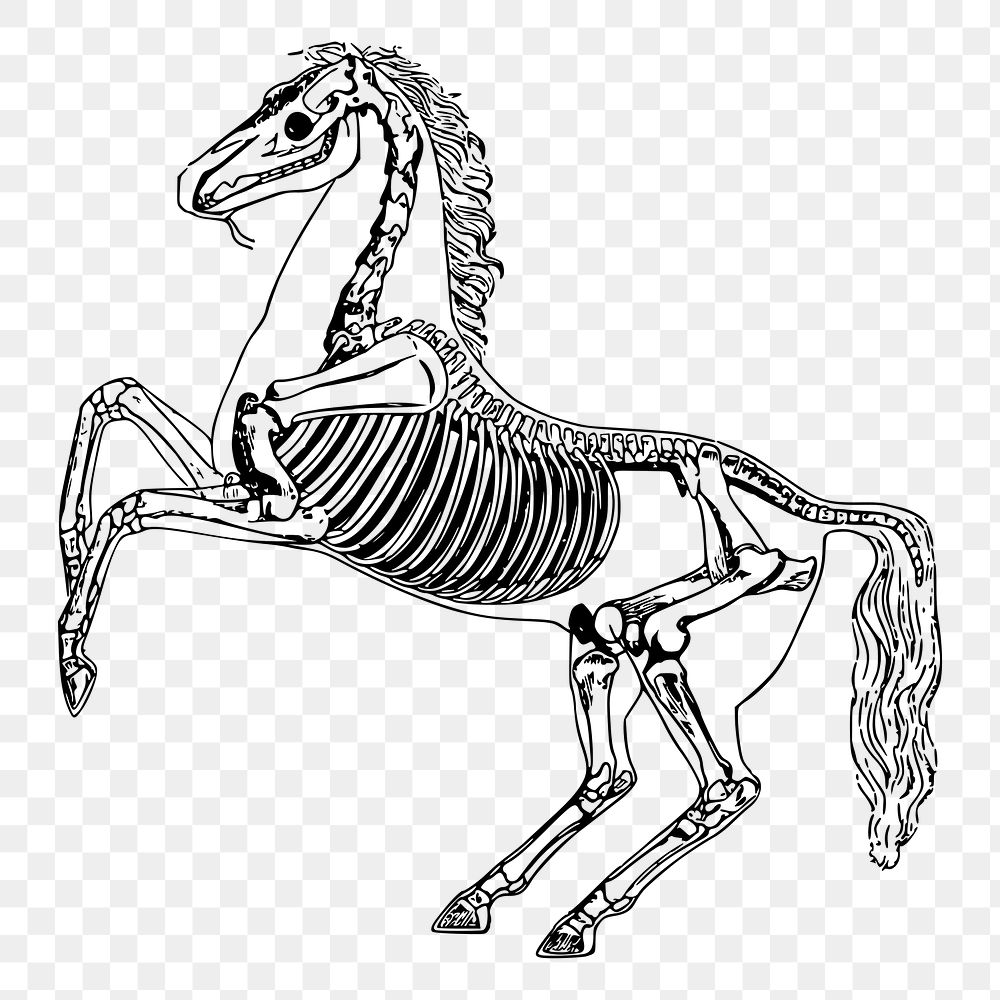 Horse anatomy png sticker skeleton illustration, transparent background. Free public domain CC0 image.